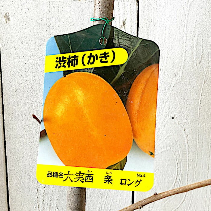 渋柿 苗木 大実西条 12cmロングポット苗 カキ 苗 かき gv