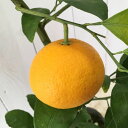みかん 苗木 甘夏 13.5cmポット苗 あまなつ ミカン 苗 蜜柑 gv