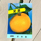 文旦 ざぼん 苗木 安政柑 13.5cmポット苗 あんせいかん ブンタン ザボン 苗 gv