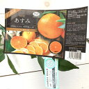 みかん 苗木 あすみ (PVP) 15cmポット苗 ミカン 苗 蜜柑 登録品種 gv