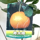 みかん 苗木 寿太郎 15cmポット苗 じゅたろう ミカン 苗 蜜柑