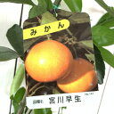 みかん 苗木 宮川早生 13.5cmポット苗 みやがわわせ ミカン 苗 蜜柑 gv