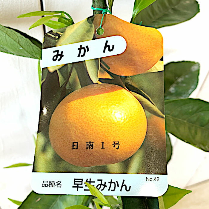 みかん 苗木 日南1号 13.5cmポット苗 にちなん1ごう ミカン 苗 蜜柑 ◆広い地域で栽培されています◆ その名の通り、宮崎県を中心に栽培されていましたが、極早生の中でも比較的糖度が高く、食べやすい品種のため、今では全国のみかん栽培地...