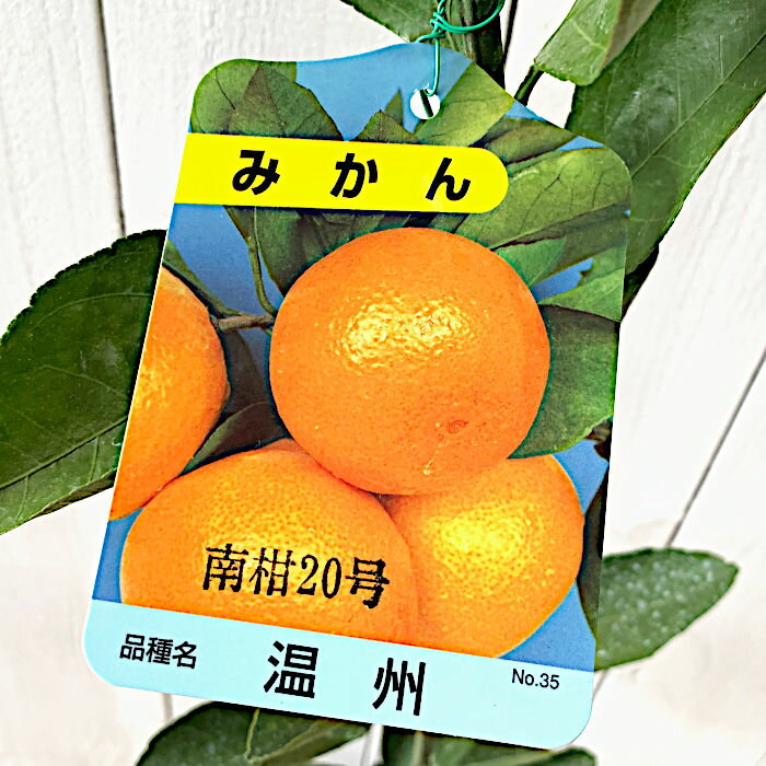 みかん 苗木 南柑20号 13.5cmポット苗 なんかん20ごう ミカン 苗 蜜柑 ◆育て方◆ 3〜4月ごろが植え付け適期ですが、6月中旬まで大丈夫です。暖地では秋〜冬でも植えられますが、寒さよけをした方が良いでしょう。寒冷地での栽培は鉢植えがオススメです。 比較的寒さに強い品種ではありますが、よりおいしい果実をならせるために、日当たりがよく暖かい場所で育てるのがベストです。強い風や潮風が当たらないようにも注意します。 鉢植えの場合は、根が寒害を受けないよう、冬季は2重鉢にするなどして保護してください。 鉢土の表面が乾いたら水を与えますが、やりすぎも樹が弱る原因になるので注意が必要です。 開花時期:4〜5月 収穫時期:11〜12月 最終樹高:2〜3m 栽培適地:関東〜九州 【複数購入割引！】 複数点のご購入で、割引いたします。購入数に応じて、割引額も大きくなります。 詳細は、「お問い合わせフォーム」よりお尋ねください。 ※写真は参考写真（見本）になります。 ※植物ですので多少の個体差があります。 　時期によって画像にある花や実、葉は付いてない場合があります。 ※当店では、【沖縄県】への発送は商品の品質上、お受けしておりません。ご了承ください。みかん 苗木 南柑20号 南柑20号は、甘みが強く、酸味が少ないのが特徴です。愛媛県の中生温州栽培面積の約70%を占める代表的な中生（なかて）品種です。早生温州と比べると、コクが増しており、甘さの中にも味わいがあるのが特徴です。果皮は濃いオレンジ色で、手で簡単にむけます。中の袋（じょうのう）は非常に薄く、そのまま食べられます。種も全く、あるいはほとんどないので、とても食べやすいです。豊産性でよく実がなります。1本で結実します。