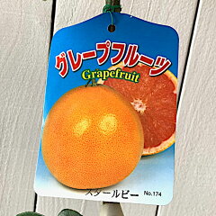 https://thumbnail.image.rakuten.co.jp/@0_mall/green-very/cabinet/fruit01/kankitsu/kkstrb01.jpg