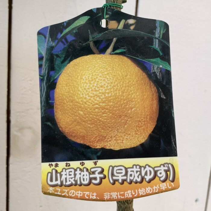 山根柚子　苗の商品画像