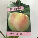 桃 苗木 白鳳 12cmポット苗 はくほう もも 苗 モモ gv