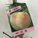 桃 苗木 白鳳 12cmポット苗 はくほう もも 苗 モモ gv