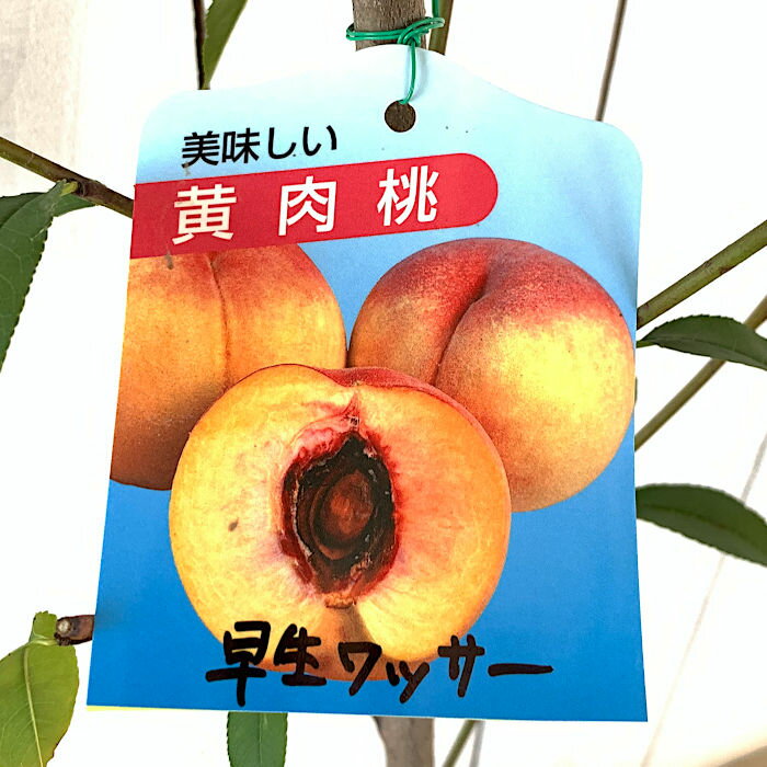 桃 苗木 早生ワッサー 13.5cmポット苗 もも 苗 モモ gvのサムネイル