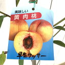 桃 苗木 早生ワッサー 13.5cmポット苗 もも 苗 モモ gv