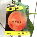 桃 苗木 勘助白桃 12cmポット苗 かんすけはくとう もも 苗 モモ gv