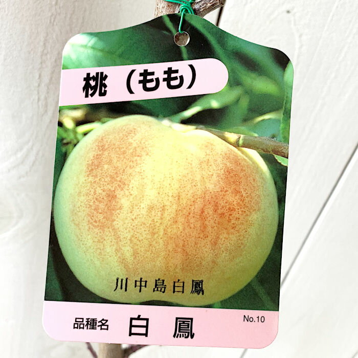 桃 苗木 川中島白鳳 12cmポット苗 かわなかじまはくほう もも 苗 モモ gvのサムネイル