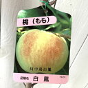 桃 苗木 川中島白鳳 12cmポット苗 かわなかじまはくほう もも 苗 モモ gv