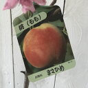 桃 苗木 まさひめ 12cmポット苗 もも 苗 モモ gv