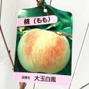 桃 苗木 大玉白鳳 12cmポット苗 おおたまはくほう もも 苗 モモ gv