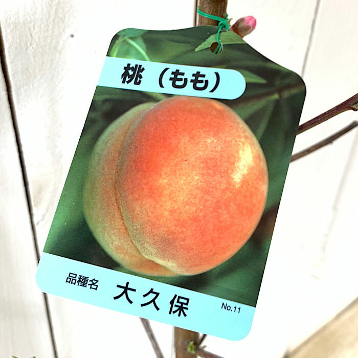 楽天市場】桃 苗木 大久保の通販