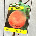 桃 苗木 昭和白桃 12cmポット苗 もも 苗 モモ gv