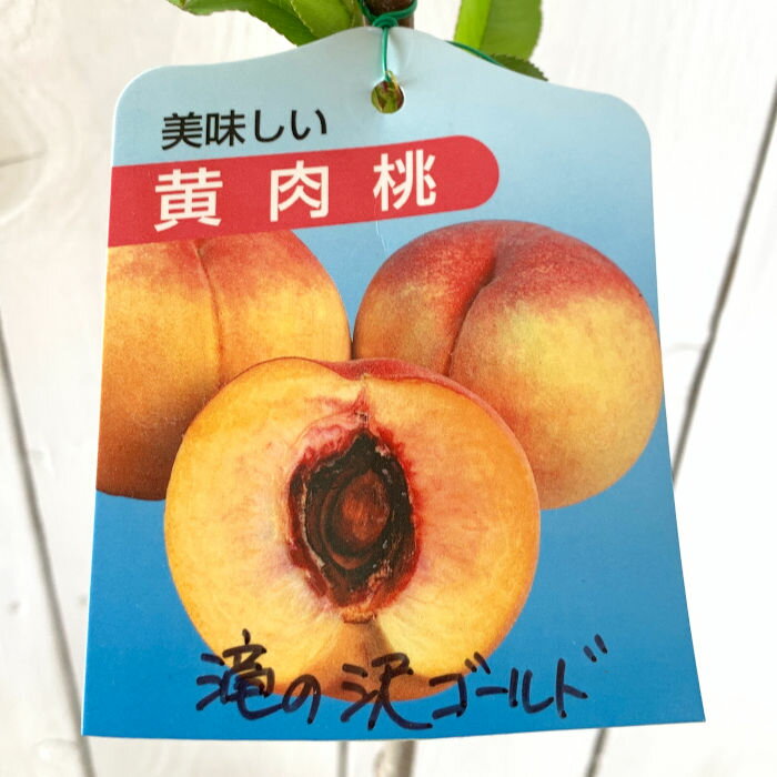 桃 苗木 滝の沢ゴールド 12cmポット苗 もも 苗 モモ gvのサムネイル
