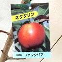 ネクタリン 苗木 ファンタジア 12cmポット苗 ネクタリン 苗 gv