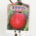 ネクタリン 苗木 秀峰 12cmポット苗 ネクタリン 苗 gv