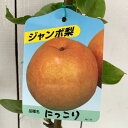 梨 苗木 にっこり 12cmポット苗 なし 苗 ナシ gv