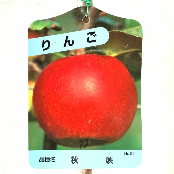 リンゴ 苗木 秋映 13.5cmポット苗 あきばえ りんご 苗 林檎 gv 1
