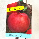 リンゴ 苗木 富士 12cmポット苗 ふじリンゴ りんご 苗 林檎 gv