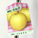 リンゴ 苗木 ぐんま名月 13.5cmポット苗 りんご 苗 林檎 gv