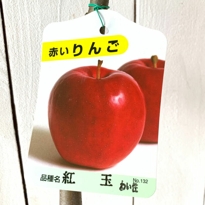 リンゴ 苗木 紅玉 13.5cmポット苗 (ワイ性) こうぎょく りんご 苗 林檎 gv