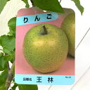 リンゴ 苗木 王林 12cmポット苗 おうりん りんご 苗 林檎 gv