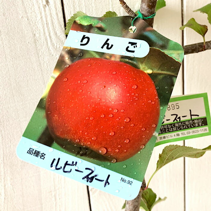 リンゴ 苗木 ルビースイート (PVP) 15cmポット苗 りんご 苗 林檎 登録品種 gv