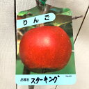 リンゴ 苗木 スターキング 12cmポット苗 りんご 苗 林檎 国内では、昭和中期に一気に流通するようになったため、団塊の世代前後の方には思い出深いリンゴかもしれません。 今は流通量も少なくなっているので、自家栽培で楽しむのに向いています ◆育て方◆ 人気のある果物の代表といってもいいリンゴですが、育てるのには手間がかかることも知られています。 病害虫対策をしっかりすることがカギです。果樹を傷めるものとしては、斑点落葉病、うどんこ病、腐らん病などがあります。いずれの場合も治ることはないので、病気になった葉・花・枝・落ち葉などを素早く処理することが大切です。キンモンホソガ、シンクイムシ、アブラムシなどの害虫を駆除するために薬剤を散布することも必要です。 リンゴは寒さに強い植物で、マイナス20〜30度くらいの寒さにも耐えることができます。一方、夏の暑さには弱いので、植え付けの際、西日の当たる暑い場所は避けた方がよいでしょう。 寒い時期を経験しないと休眠から覚醒しないため、一年中温暖な沖縄地方での栽培は難しいと言われています。 植え付け適期は11〜3月ですが、厳冬期は避けた方がよいでしょう。水はけの良い場所を選んでください。植え付ける際には緩効性の肥料を混ぜ込みます。その後は、年二回、冬期と9月ごろに施肥します。 庭植えの場合、真夏の日照りが続くとき以外、特に水やりは必要ありません。 自家結実性があまりないので、異なる品種を近くに植えるか、人工授粉を行なうことをオススメします。花が咲いたときに綿棒などで花粉を取り、他の木の花にこすってゆきます。 収穫時期:9月下旬〜10月中旬 最終樹高:2.5〜3m 栽培適地:北海道〜沖縄 【複数購入割引！】 複数点のご購入で、割引いたします。購入数に応じて、割引額も大きくなります。 詳細は、「お問い合わせフォーム」よりお尋ねください。 ※写真は参考写真（見本）になります。 ※植物ですので多少の個体差があります。 　時期によって画像にある花や実、葉は付いてない場合があります。 ※当店では、【沖縄県】への発送は商品の品質上、お受けしておりません。ご了承ください。リンゴ 苗木 スターキング スターキングは、米国でデリシャス系の枝変わりとして発見されました。果汁が多く、糖度が13〜15度と豊かな甘みがあります。形は少しごつごつしていますが、蜜が入ることが多く、また香りも強く華やかです。果汁の多さや香り、甘みが大きな特徴ですが、置いておくと果肉がすぐに柔らかくなることや、加熱すると煮崩れしやすいことなどから、収穫後すぐに食べるか、ジュースやピューレなどの加工用にするのがオススメです。