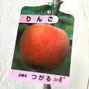 リンゴ 苗木 津軽 12cmポット苗 (ワイ性) つがる りんご 苗 林檎 gv