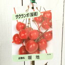 サクランボ 苗木 暖地桜桃 12cmポット苗 だんちおうとう さくらんぼ 苗 gv