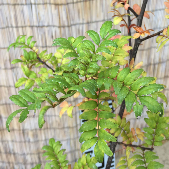 山椒 苗木 朝倉さんしょう 13.5cmポット苗 サンショウ 苗 さんしょう gv