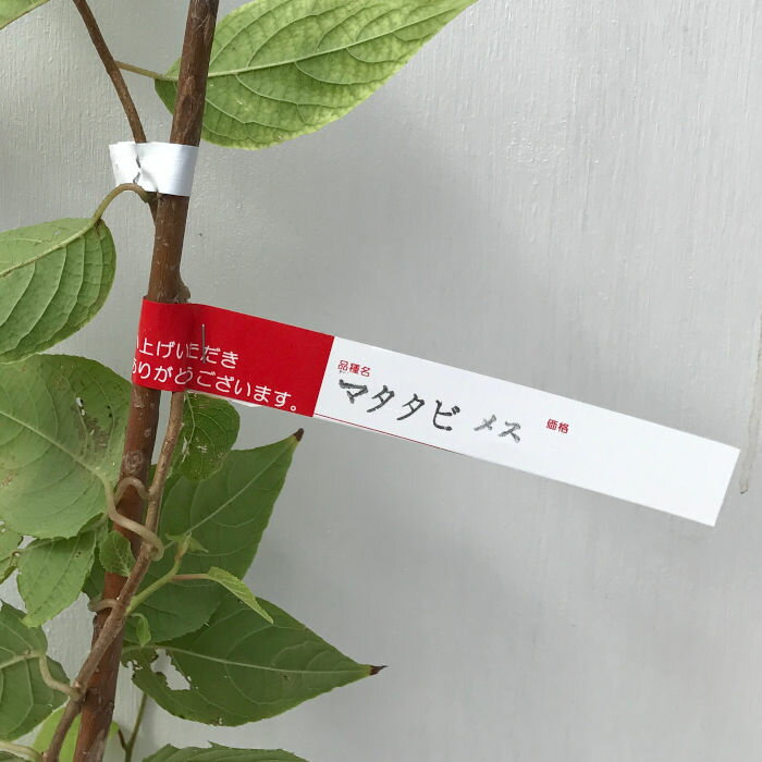 マタタビ 苗木 メス 12cmポット苗 またたび 苗 gvのサムネイル