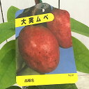 ムベ 苗木 ムベ 12cmポット苗 むべ 苗 gv