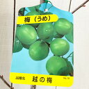 梅 苗木 越の梅 12cmポット苗 うめ 苗 ウメ ◆育て方◆ 秋〜梅雨位までに植え付けします。9〜11月と3月以降の暖かい日がある時期に植え付けをする場合は、根を崩さないように植えてください。 梅は、日当たりが良く、水はけの良い場所を好みます。植え付けてから2ヶ月ほどは月に2回水をやり、その後は土が白く乾いたときに与えます。夏に日照りが続くときには、土が乾燥しきらないうちにたっぷりと水をやるようにしてください。 鉢植えの場合は1〜2年ごとに植え替えを行なうとよいでしょう。 庭植えの場合は、12〜1月ごろに肥料を与えます。鉢植えの場合は開花後に施肥します。 うどんこ病やアブラムシ、ウメケムシなどの病害虫に特に注意が必要です。ウメケムシは大きくなると被害も大きく、捕まえにくくなるので、見つけたらすぐに除去してください。 収穫時期:6〜7月 最終樹高:2〜3m 栽培適地:本州〜九州 【複数購入割引！】 複数点のご購入で、割引いたします。購入数に応じて、割引額も大きくなります。 詳細は、「お問い合わせフォーム」よりお尋ねください。 ※写真は参考写真（見本）になります。 ※植物ですので多少の個体差があります。 　時期によって画像にある花や実、葉は付いてない場合があります。 ※当店では、【沖縄県】への発送は商品の品質上、お受けしておりません。ご了承ください。梅 苗木 越の梅 越の梅は、やや小粒で肉厚、柔らかいです。新潟県で非常にポピュラーな藤五郎の枝変わりとして発見されました。果肉の割合が多く、皮が柔らかいため、梅干しなどの加工品に適しています。紫蘇の色がきれいにつくため、梅干しの仕上がりはとてもきれいです。果実は15〜20g前後とやや小ぶり、果皮は淡緑色です。皮が柔らかくて薄いため病気や雨などには注意が必要です。自家結実性が弱いので、受粉樹として藤五郎などを混植することをオススメします。