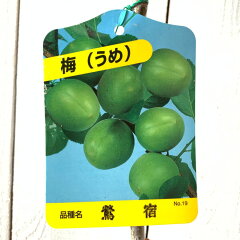 https://thumbnail.image.rakuten.co.jp/@0_mall/green-very/cabinet/fruit01/ume/umosk01.jpg