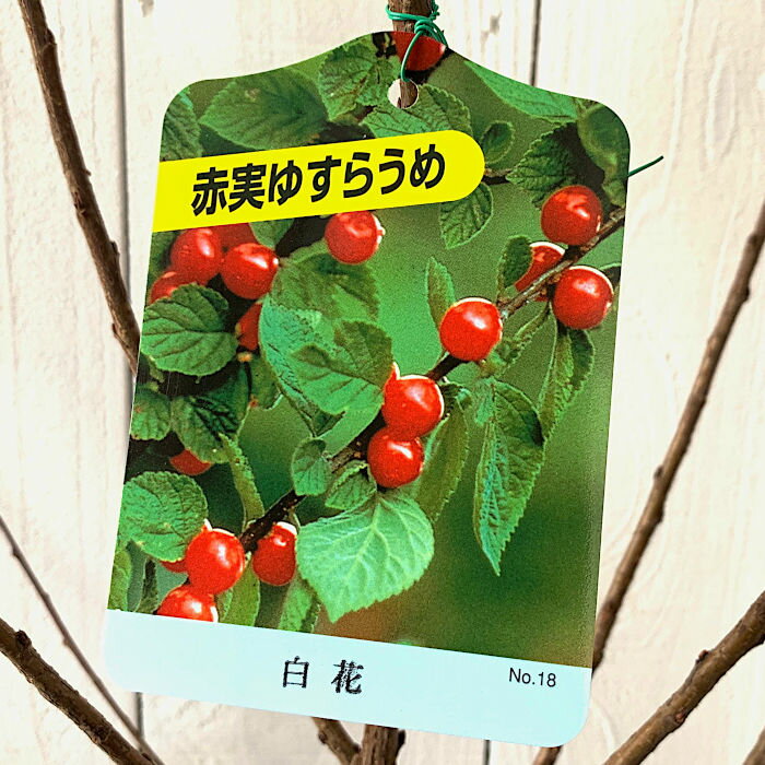 ゆすら梅 苗木 赤実 (白花) 12cmポット苗 ゆすらうめ 苗 ユスラウメ gv 1