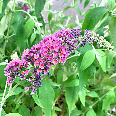 ブッドレアの特徴と育て方 シンボルツリーにおすすめな理由5つ解説します