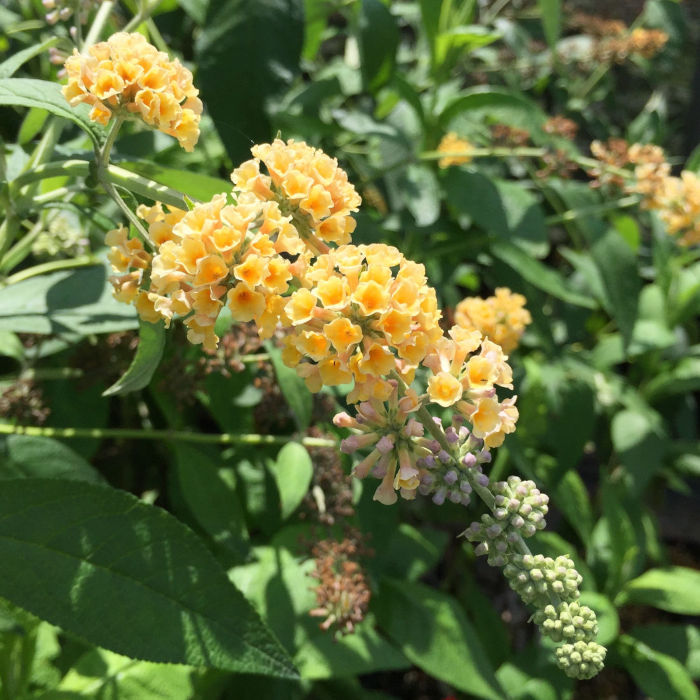 ブッドレア 苗木 イエローマジック 13.5cmポット苗 3年生苗 ブットレア 苗 gv