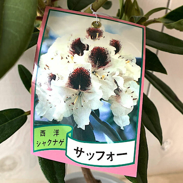 シャクナゲ 苗木 サッフォー 12cmロングポット苗 しゃくなげ 苗 石楠花のサムネイル