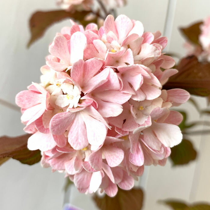 ビバーナム 苗木 メリーミルトン 13.5cmポット苗 3年生苗 ビバーナム 苗のサムネイル