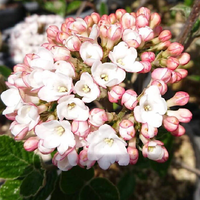 ビバーナム 苗木 カルーセファーラム 13.5cmポット苗 3年生 ビバーナム 苗のサムネイル