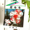 花桃 苗木 立源平 (咲き分け) 12cmポット苗 たちげんぺい はなもも 苗 ハナモモ gv