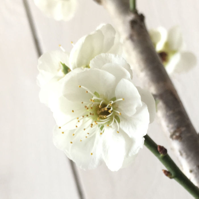 花梅 苗木 しだれ梅 (白) 12cmポット苗 はなうめ 苗 ハナウメ gv