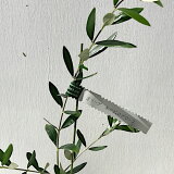 オリーブ 苗木 ネバディロブロンコ 12cmポット苗 3年生苗 オリーブ 苗 オリーブの木 gv