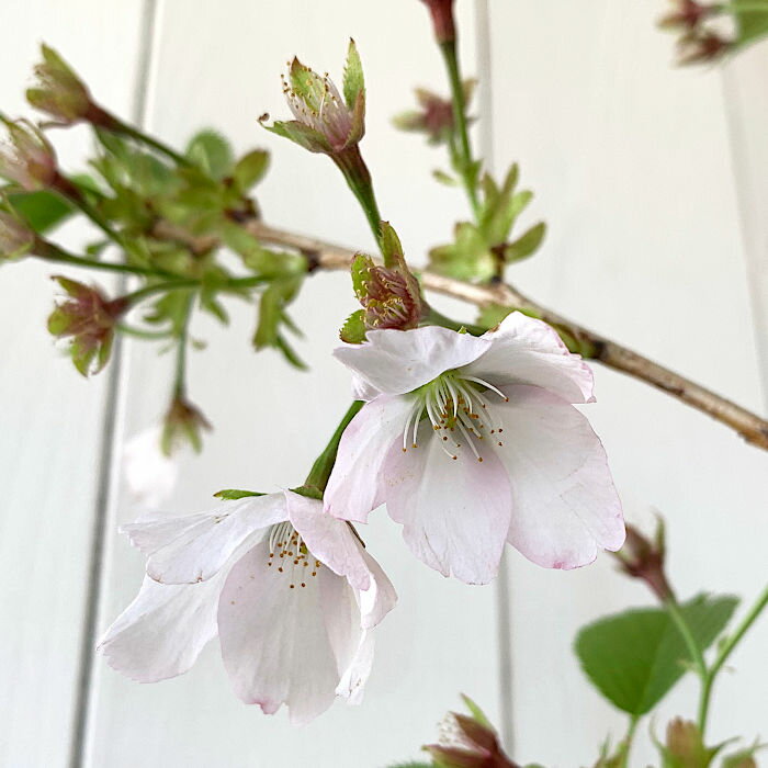 庭桜 苗木 庭桜 12cmポット苗 にわざくら 苗 ニワザク