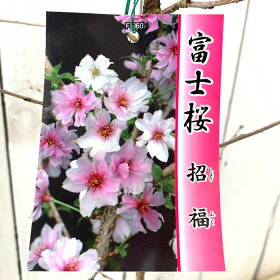 招福桜16.5cmプラ鉢